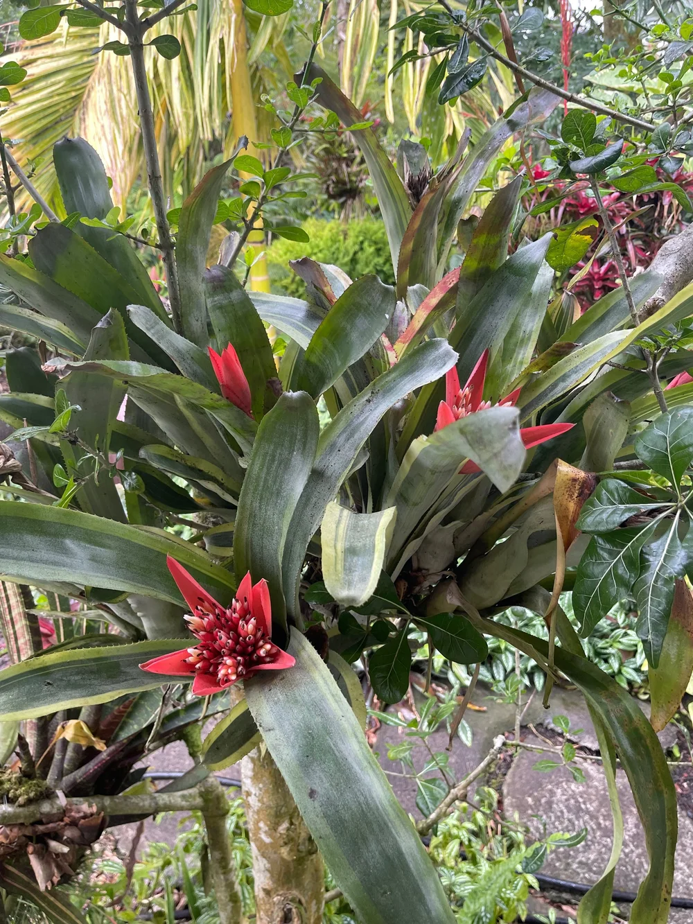 Canmea 'Galaxy' Albomarginata — Vintage Green Farms with Tom